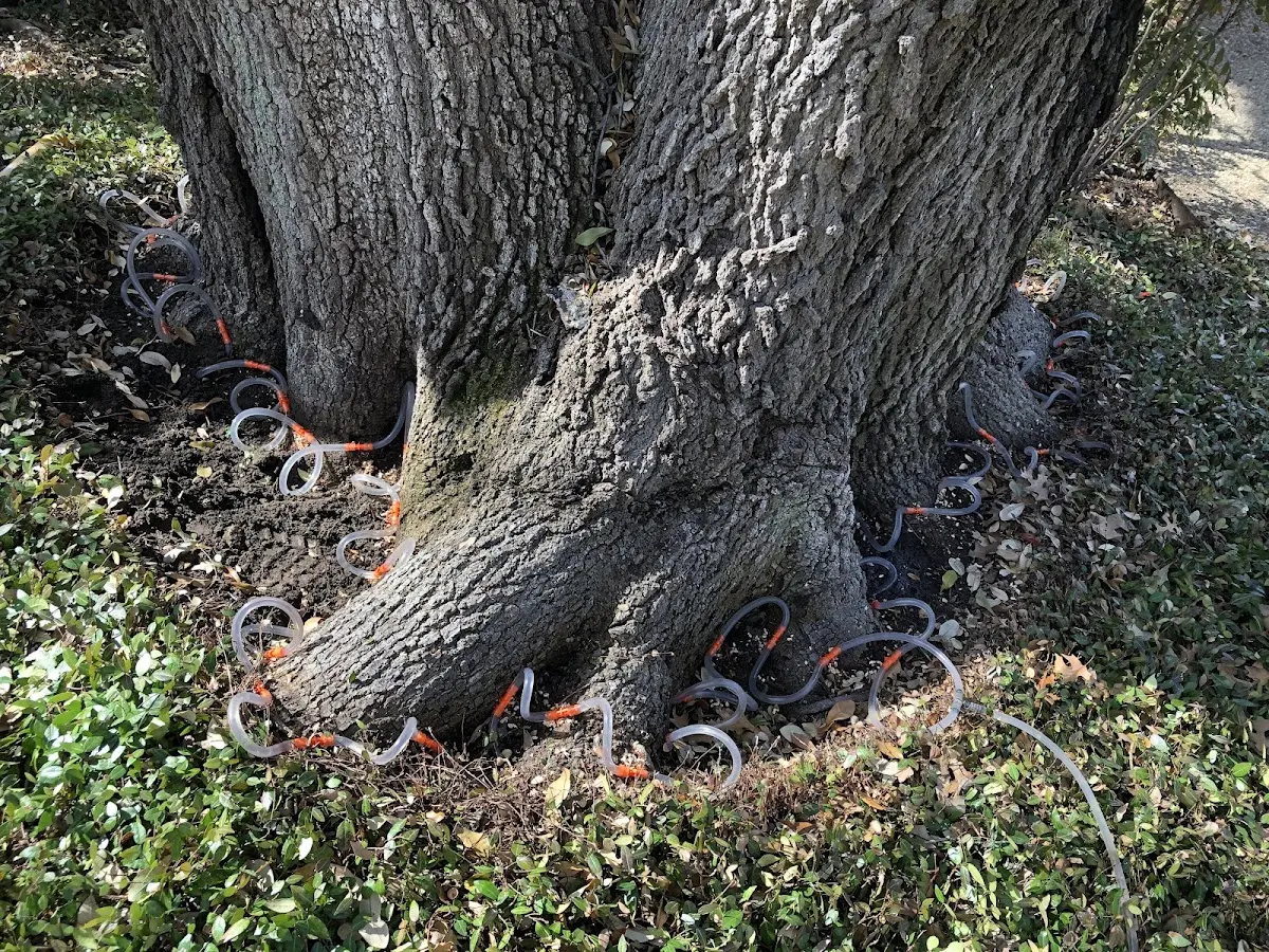 Detailed Tree Cabling and Bracing job site in Bridport